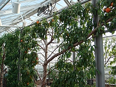 330 Longwood Gardens [2008 August 23]